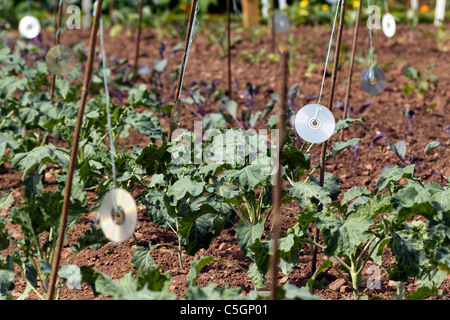 Unwanted CD's used to keep birds away from young crops Stock Photo