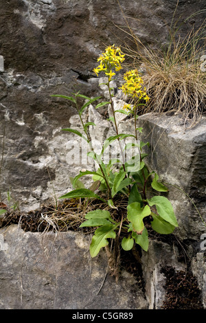 Goldenrod Solidago virgaurea growing in a limestone crevice Stock Photo