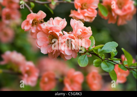 Chaenomeles speciosa 'Geisha Girl' - flowering quince or Japanese quince Stock Photo