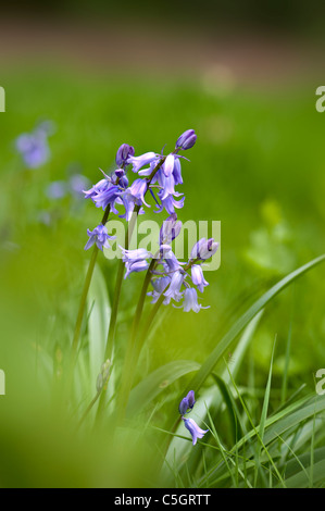 English Bluebells or common bluebells  -  Hyacinthoides non-scripta Stock Photo