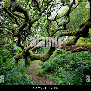 Stunted Oak tree with long sinuous branches overhanging the riverside path in the Marsland Valley on the Devon Cornwall border Stock Photo