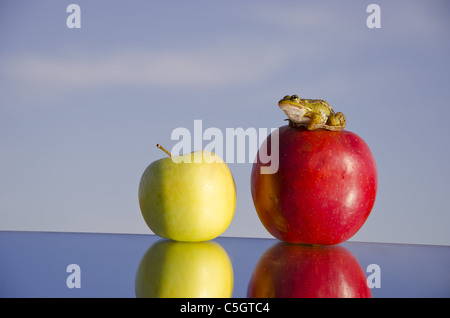 two apples on mirror and green frog on sky background Stock Photo