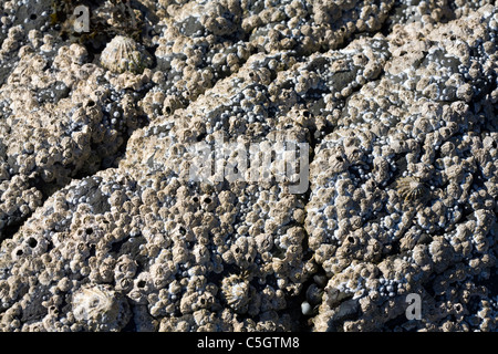 Common Limpets and Acorn Barnacles Rubha Ardnish Beach Breakish Broadford Isle of Skye Scotland