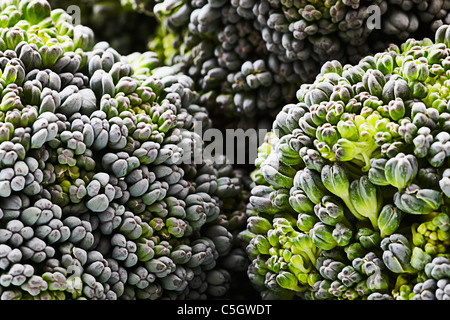 Bellaverde sweetstem broccoli close up Stock Photo