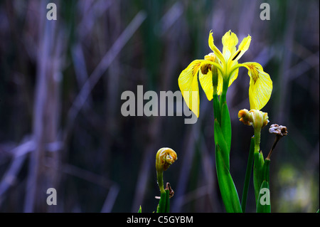 Yellow wild iris (Pseudacorus) growing beside a pond. Space for text on dark background to left Stock Photo