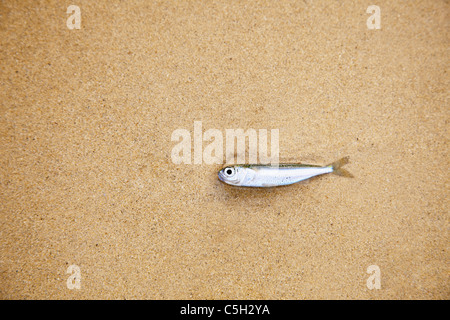 A little fish lying on a sandy beach - has died Stock Photo