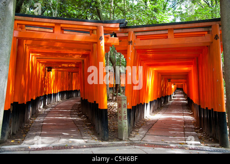 The famous corridor of thousands of orange Torii gates, of the Fushimi Inari Shrine in Kyoto, dividing into two corridors on sacred Mount Inari. Stock Photo