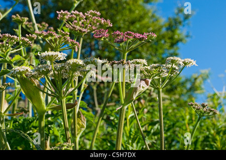 Close up of cow parsley wild flower flowers anthriscus sylvestris against bright blue sky in summer England UK United Kingdom GB Great Britain Stock Photo
