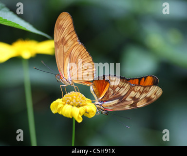 Two Julia Butterflies (Dryas iulia) mating or in cop Stock Photo