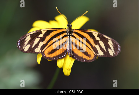 Tiger Longwing butterfly (Heliconius ismenius) also called the Ismenius Tiger or Tiger Heliconian or Tiger Striped Longwing Stock Photo