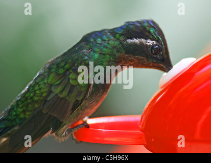 A close up shot of a Rufous-tailed hummingbird  (Amazilia tzacatl) on a sugar syrup feeder Stock Photo