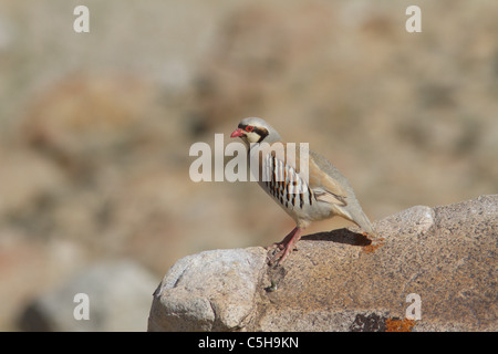 Chukar Partridge or Chukar (Alectoris chukar) from Ladakh, India Stock Photo