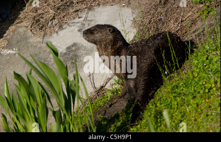 American River Otter (Lontra Canadensis)