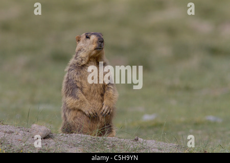 Himalayan Marmot (Marmota himalayana) standing up at Ladakh, India.