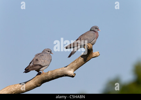 Stock Doves Columba oenas perched on branch Stock Photo