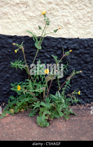 Common garden weeds - Sonchus oleracus - Smooth Sow Thistle or MilkThistle growing in the crack between a rendered house wall and the concrete skirt Stock Photo