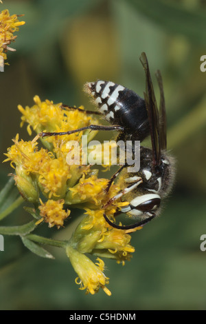 Bald-faced hornet ( Dolichovespula maculata Stock Photo - Alamy