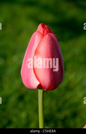 Darwin tulip (Tulipa) in bloom (Garden of Suzanne). Stock Photo