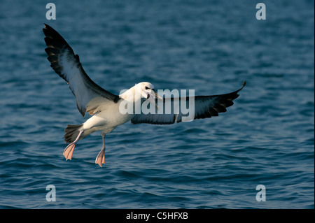 Atlantic Yellow-nosed Albatross landing Stock Photo