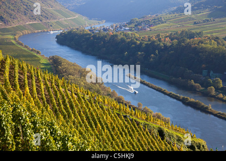 Mosel im Herbst, bei Briedel, Mosel, Moselle at autumn, vineyard Stock Photo