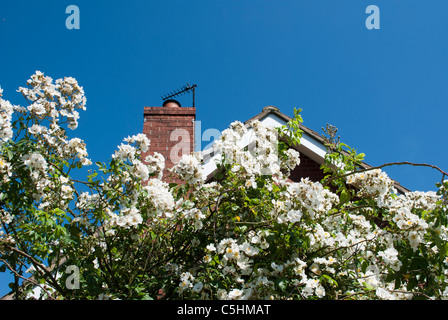 Large white climbing rambler rose bush (Seagull) in flower covering pergola at gable end of house with clear blue sky Stock Photo