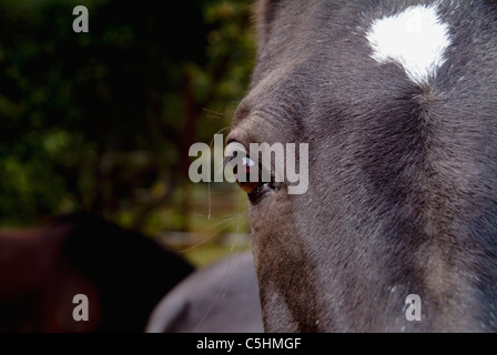 Closeup of a black horse's forehead and right eye starring at the viewer. White spot in the middle of the horse's forehead. Stock Photo