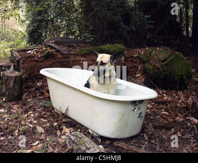 A portrait of a black and white German Shepherd Dog sitting in a clawfoot bathtub in a redwood forest.  1007PR07-101 Stock Photo