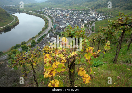 Weinreben, Weintrauben auf dem Calmont, Moselschleife bei Bremm, Vines on the Calmont, near the village Bremm, Moselle Stock Photo