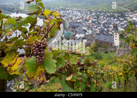 Weinreben, Weintrauben auf dem Calmont, Moselschleife bei Bremm, Vines on the Calmont, near the village Bremm, Moselle Stock Photo