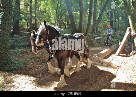 Two draft horses are hitched up and dragging a redwood log downhill to a saw mill in Occidental California. Stock Photo