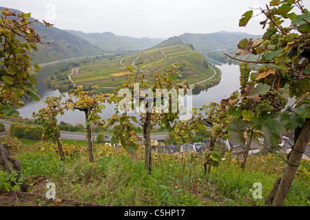 Weinreben auf dem Calmont, Moselschleife bei Bremm, Mosel, Vineyard at the Calmont, Moselle curve at Bremm, Moselle Stock Photo