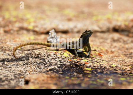 A lizard on rocks in the Rhodes-Matopos National Park, Zimbabwe. Stock Photo