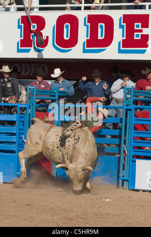 At the Tucson Rodeo riders in the bull riding competition in Tucson, Arizona...For Editorial use only Permission from Pro Rodeo Stock Photo