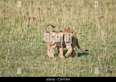 Two Lion Cubs side by side, Panthera leo, Masai Mara National Reserve, Kenya, Africa Stock Photo