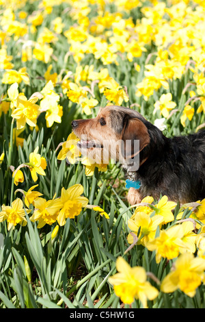 A cute terrier mix breed pup walking through the field of yellow daffodils in the spring time. Stock Photo