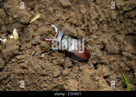 Male stag beetle (Lucanus cervus). Stock Photo