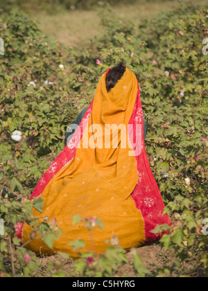 Farm workers in a field of cotton to be harvested in Kathwada, Gujarat, India Stock Photo