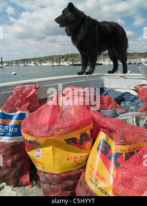 Bo Christenson, Quahogger prepares to work on Narragaanseet bay near Warwick, Rhode Island. Stock Photo