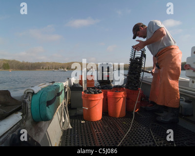 David Middleton, R.I. Quahogger, at work in Wickford, Rhode Island. Stock Photo