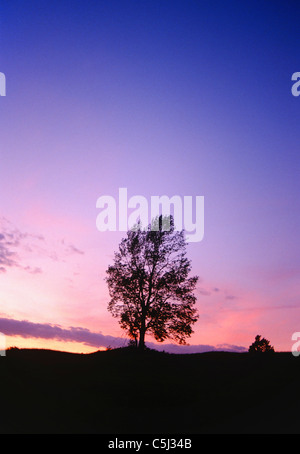 Lone maple tree silhouetted against sunset in Peacham, Vermont Stock Photo
