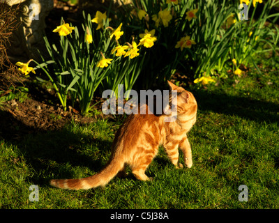 Ginger Kitten and Daffodils Stock Photo