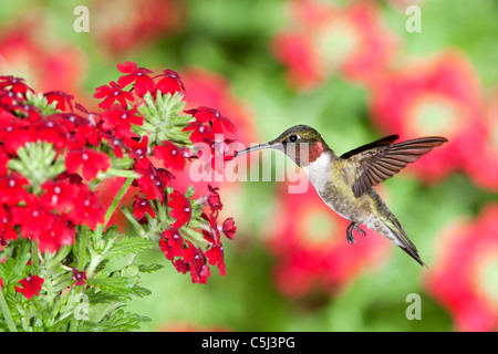 Ruby throated Hummingbird seeking nectar from Verbena Flowers Stock Photo