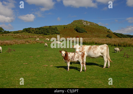 Mixed herd of cattle, calves and sheep in a field near Oban, Scotland, UK Stock Photo