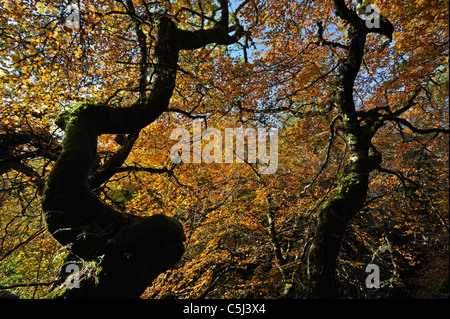 Beech trees in vivid autumn colours near Golspie, Sutherland, Scotland, UK. Stock Photo