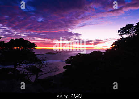 Cypress Trees (Cupressus macrcarpa) at sunset, Point Lobos State Reserve, Carmel, California Stock Photo