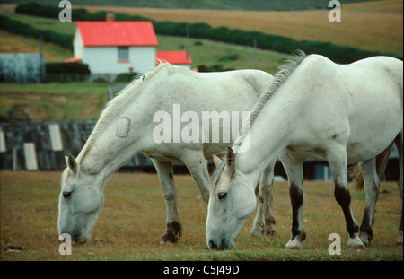 A pair of white horses graze at Port Stanley, Falkland Islands, south Atlantic Stock Photo