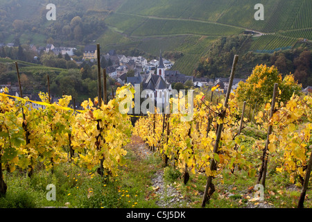 Weinberge im Herbst Traben-Trarbach Mosel, vineyard at autumn, fall at Moselle Stock Photo