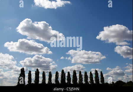 Treetops and white clouds in a blue sky Stock Photo - Alamy
