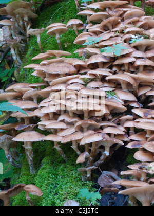 Wildwachsende Pilze im Wald bei Traben-Trarbach, Mosel, Wild growing mushrooms in the forest of Traben-Trarbach, Moselle, Stock Photo