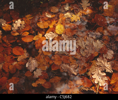 Autumn leaves float on the surface of a small pond, Glencoe, Scotland